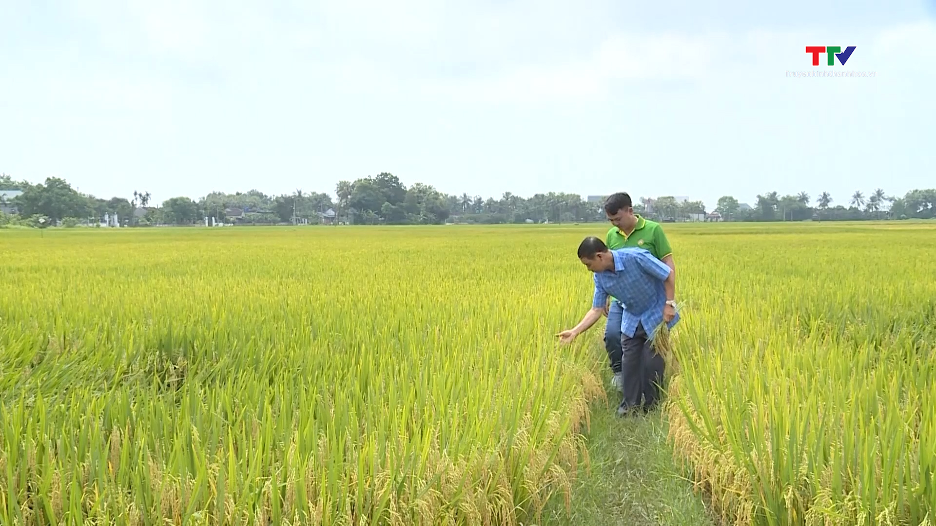 Liên kết sản xuất gắn với tiêu thụ lúa gạo- Ảnh 3. Liên kết sản xuất gắn với tiêu thụ lúa gạo- Ảnh 3.