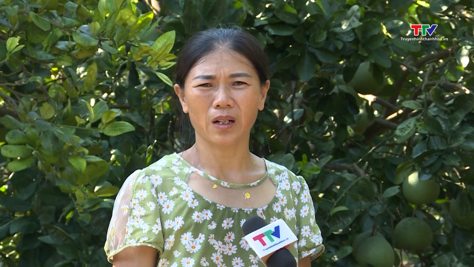 Sử dụng phân bón hữu cơ, hướng tới nền nông nghiệp an toàn- Ảnh 2. Sử dụng phân bón hữu cơ, hướng tới nền nông nghiệp an toàn- Ảnh 2.