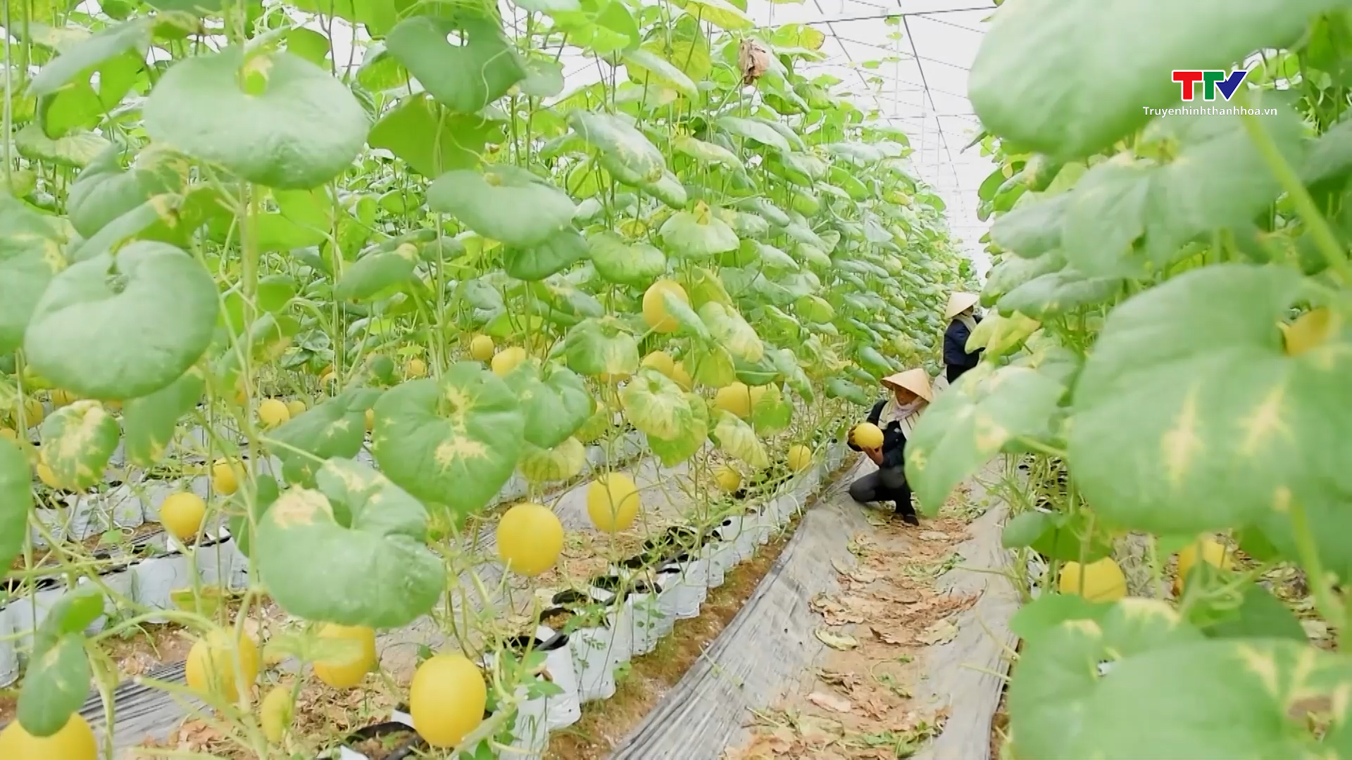 Huyện Ngọc Lặc đạt chuẩn nông thôn mới - Ảnh 2. Huyện Ngọc Lặc đạt chuẩn nông thôn mới - Ảnh 2.