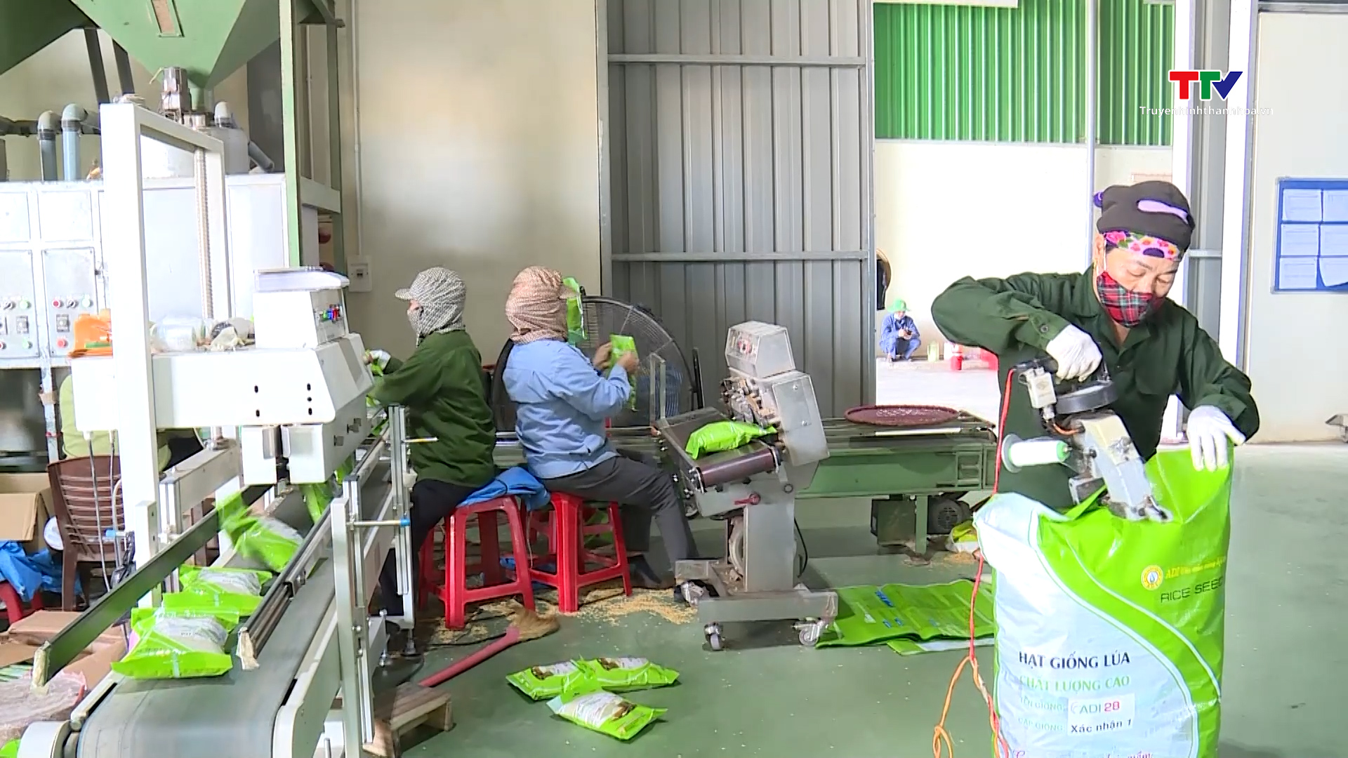 Tăng cường quản lý giống cho sản xuất vụ Thu Mùa- Ảnh 3. Tăng cường quản lý giống cho sản xuất vụ Thu Mùa- Ảnh 3.