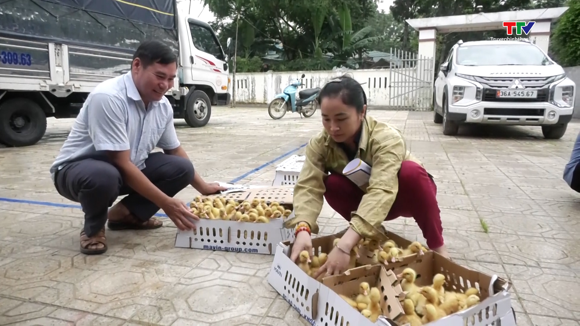 Thường Xuân: Bàn giao 12.000 con vịt giống cho hộ nghèo, cận nghèo- Ảnh 1. Thường Xuân: Bàn giao 12.000 con vịt giống cho hộ nghèo, cận nghèo- Ảnh 1.