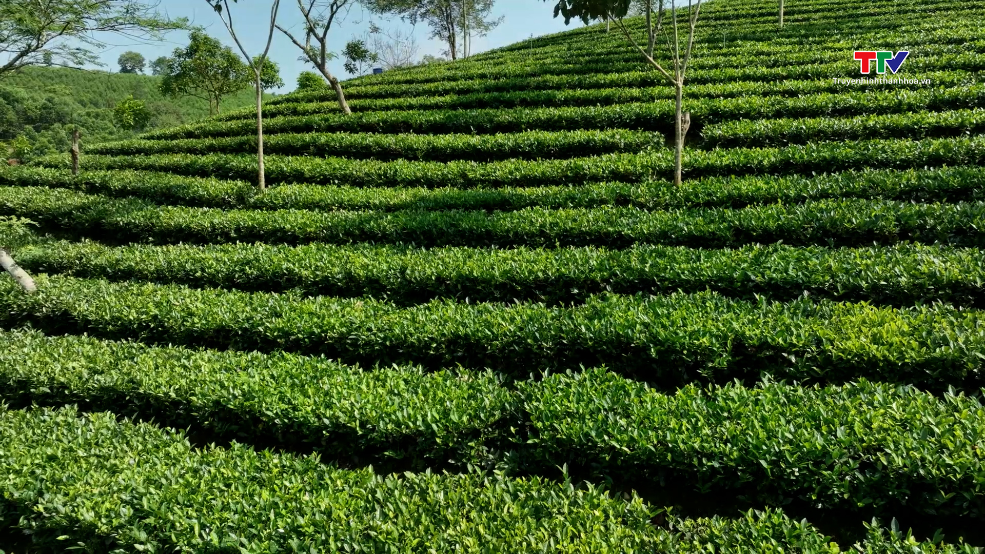 Một ngày nắng ở Bình Sơn - Ảnh 1. Một ngày nắng ở Bình Sơn - Ảnh 1.