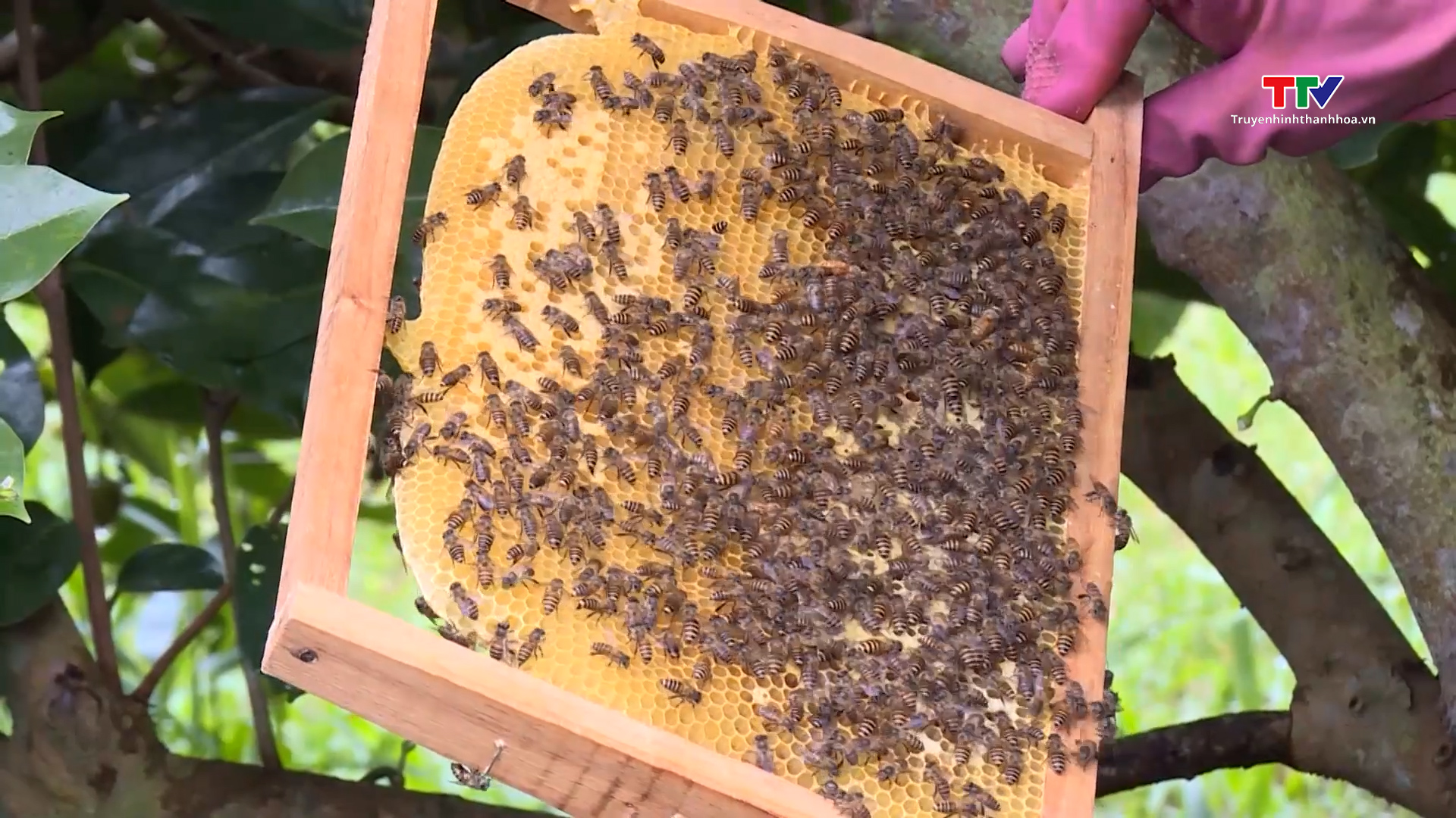 Một ngày nắng ở Bình Sơn - Ảnh 3. Một ngày nắng ở Bình Sơn - Ảnh 3.