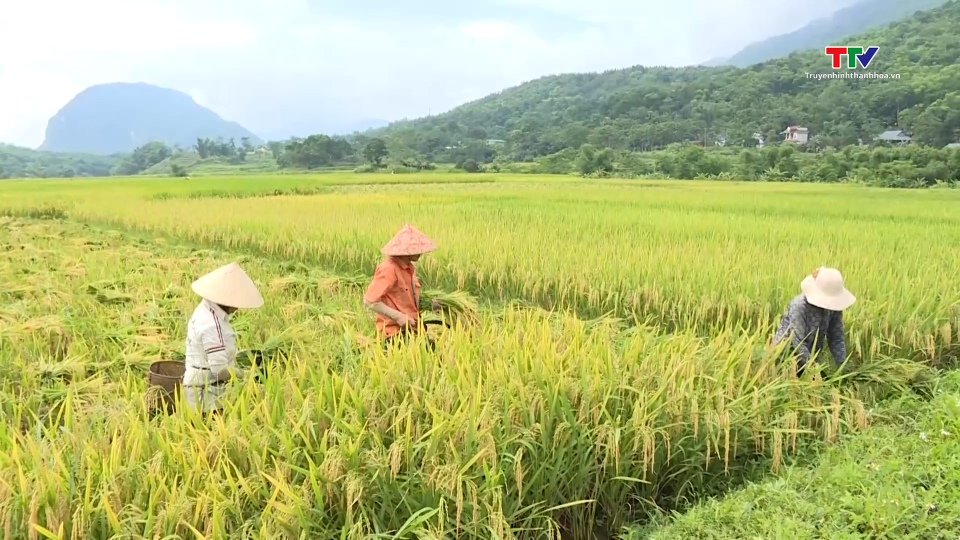 Pù Luông “hút” khách mùa lúa chín- Ảnh 3. Pù Luông “hút” khách mùa lúa chín- Ảnh 3.