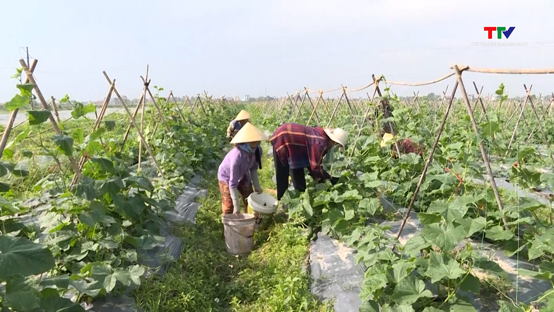 Mô hình liên kết trồng dưa kiếm Nhật đem lại hiệu quả kinh tế cao- Ảnh 1. Mô hình liên kết trồng dưa kiếm Nhật đem lại hiệu quả kinh tế cao- Ảnh 1.