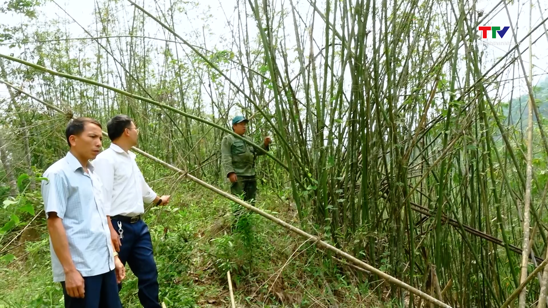 Nhiều diện tích nứa, vầu ở Quan Sơn bị khuy- Ảnh 1. Nhiều diện tích nứa, vầu ở Quan Sơn bị khuy- Ảnh 1.