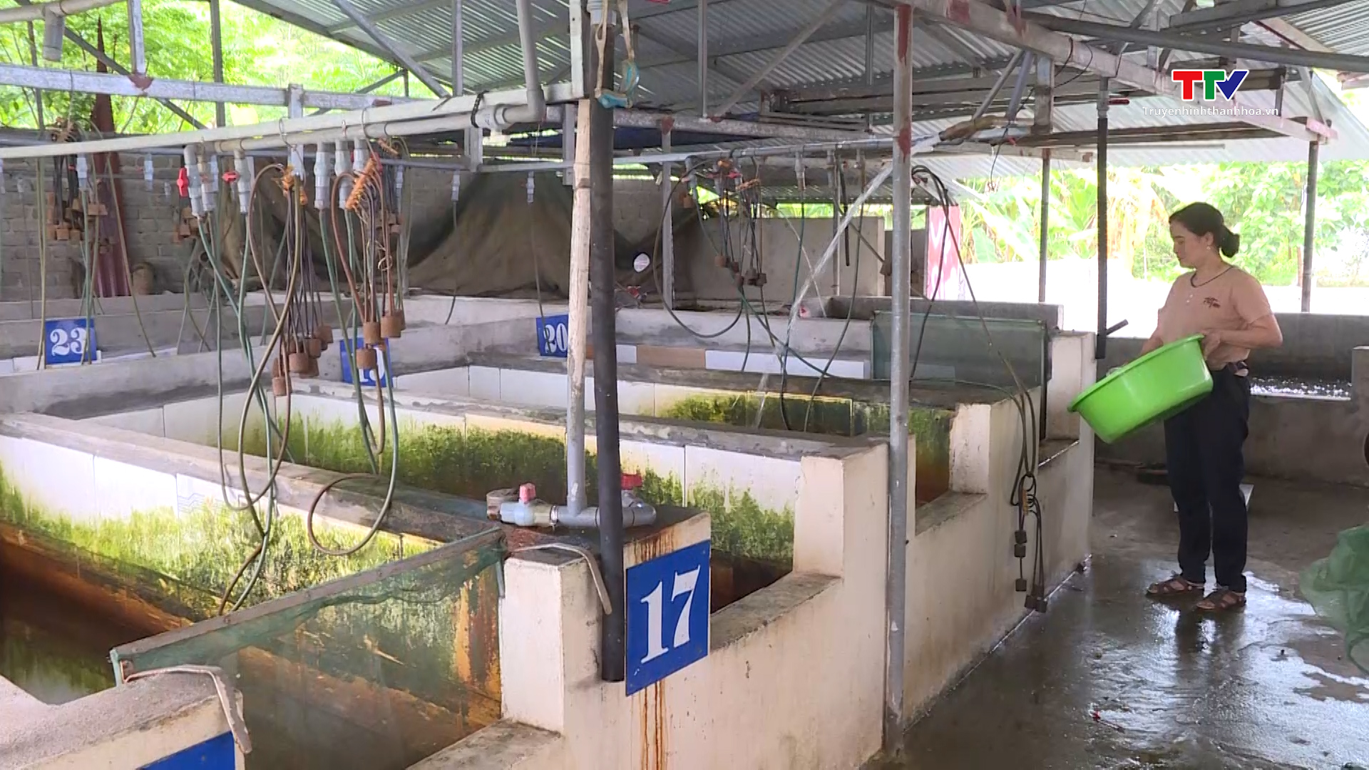 Ứng dụng khoa học kỹ thuật trong nuôi ươm cá giống, cá sinh sản- Ảnh 2. Ứng dụng khoa học kỹ thuật trong nuôi ươm cá giống, cá sinh sản- Ảnh 2.
