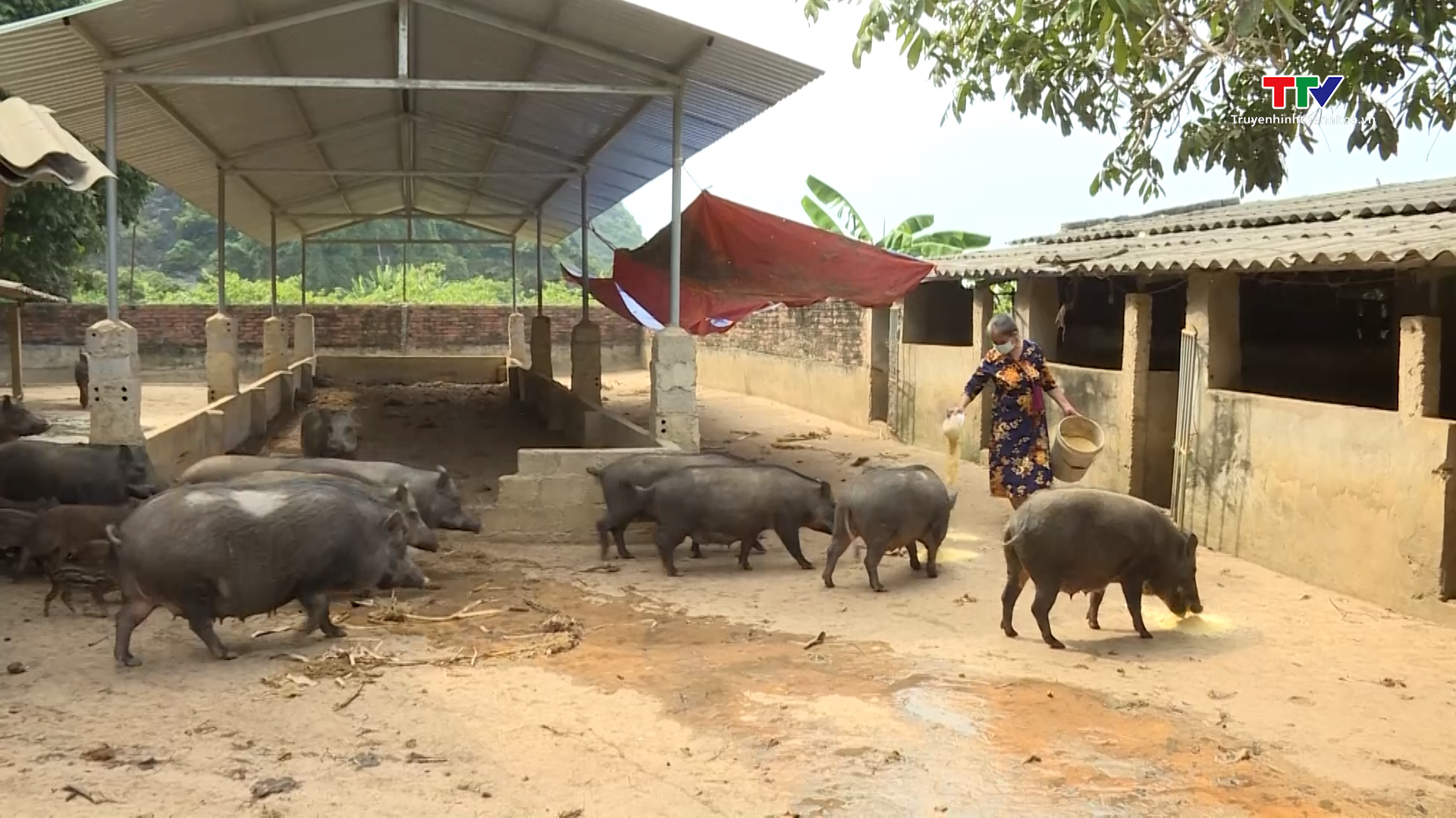 Hiệu quả mô hình phát triển con nuôi đặc sản - Ảnh 2. Hiệu quả mô hình phát triển con nuôi đặc sản - Ảnh 2.