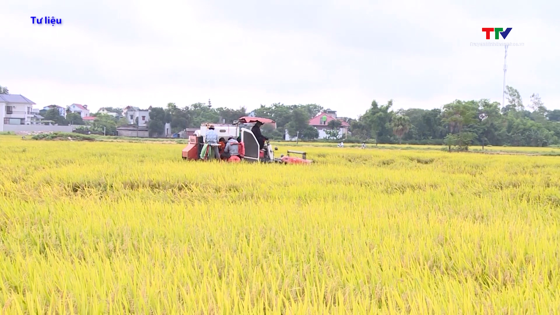 Nâng cao chất lượng sản xuất lúa gạo hữu cơ- Ảnh 6. Nâng cao chất lượng sản xuất lúa gạo hữu cơ- Ảnh 6.