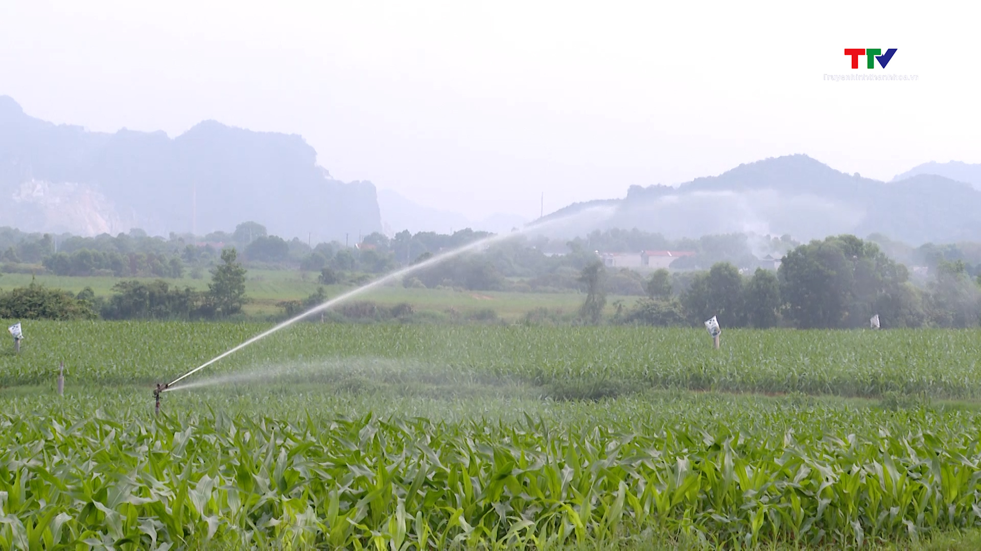 Phát triển chăn nuôi bò sữa công nghệ cao- Ảnh 1. Phát triển chăn nuôi bò sữa công nghệ cao- Ảnh 1.