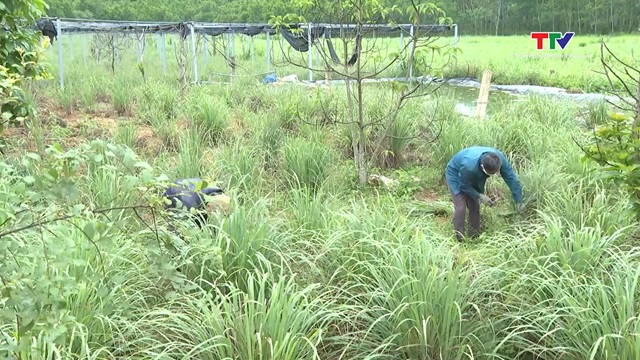 Công ty CP Nghệ Việt liên kết với nông dân sản xuất cây sả chanh- Ảnh 1. Công ty CP Nghệ Việt liên kết với nông dân sản xuất cây sả chanh- Ảnh 1.