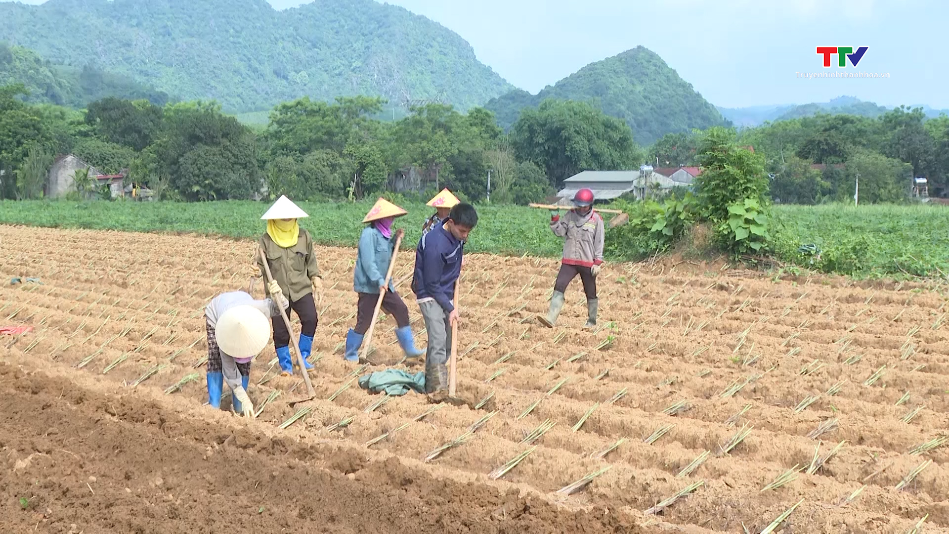 Liên kết với nông dân sản xuất cây sả chanh- Ảnh 1. Liên kết với nông dân sản xuất cây sả chanh- Ảnh 1.