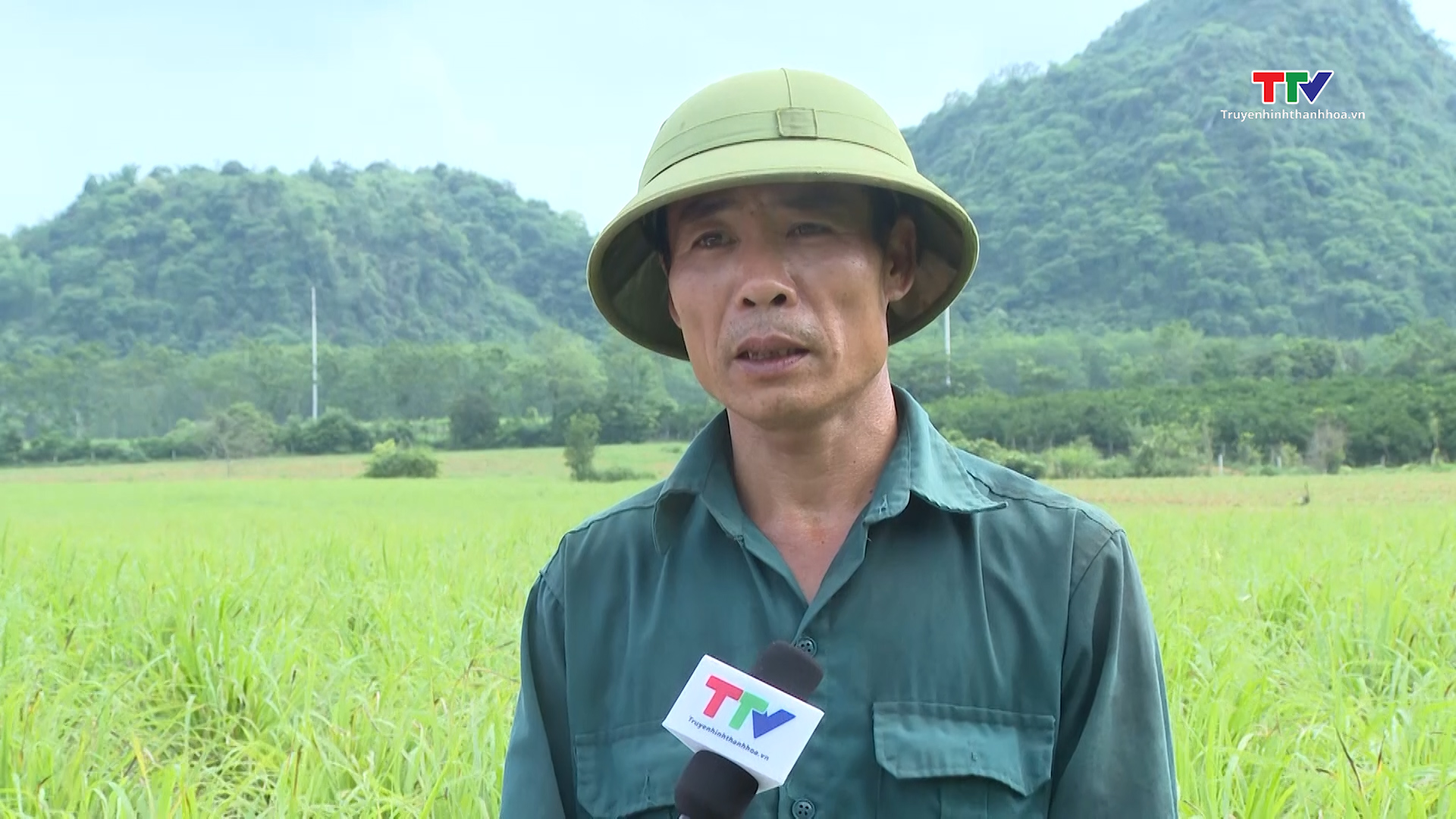 Liên kết với nông dân sản xuất cây sả chanh- Ảnh 2. Liên kết với nông dân sản xuất cây sả chanh- Ảnh 2.