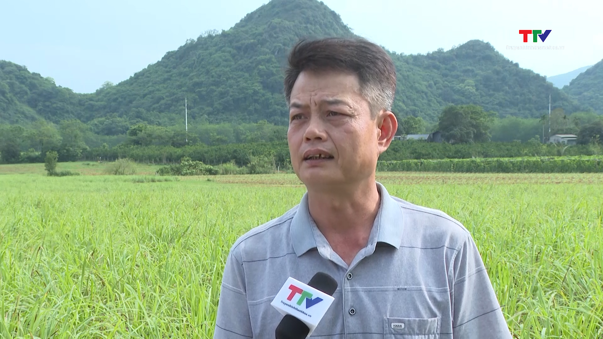 Liên kết với nông dân sản xuất cây sả chanh- Ảnh 4. Liên kết với nông dân sản xuất cây sả chanh- Ảnh 4.