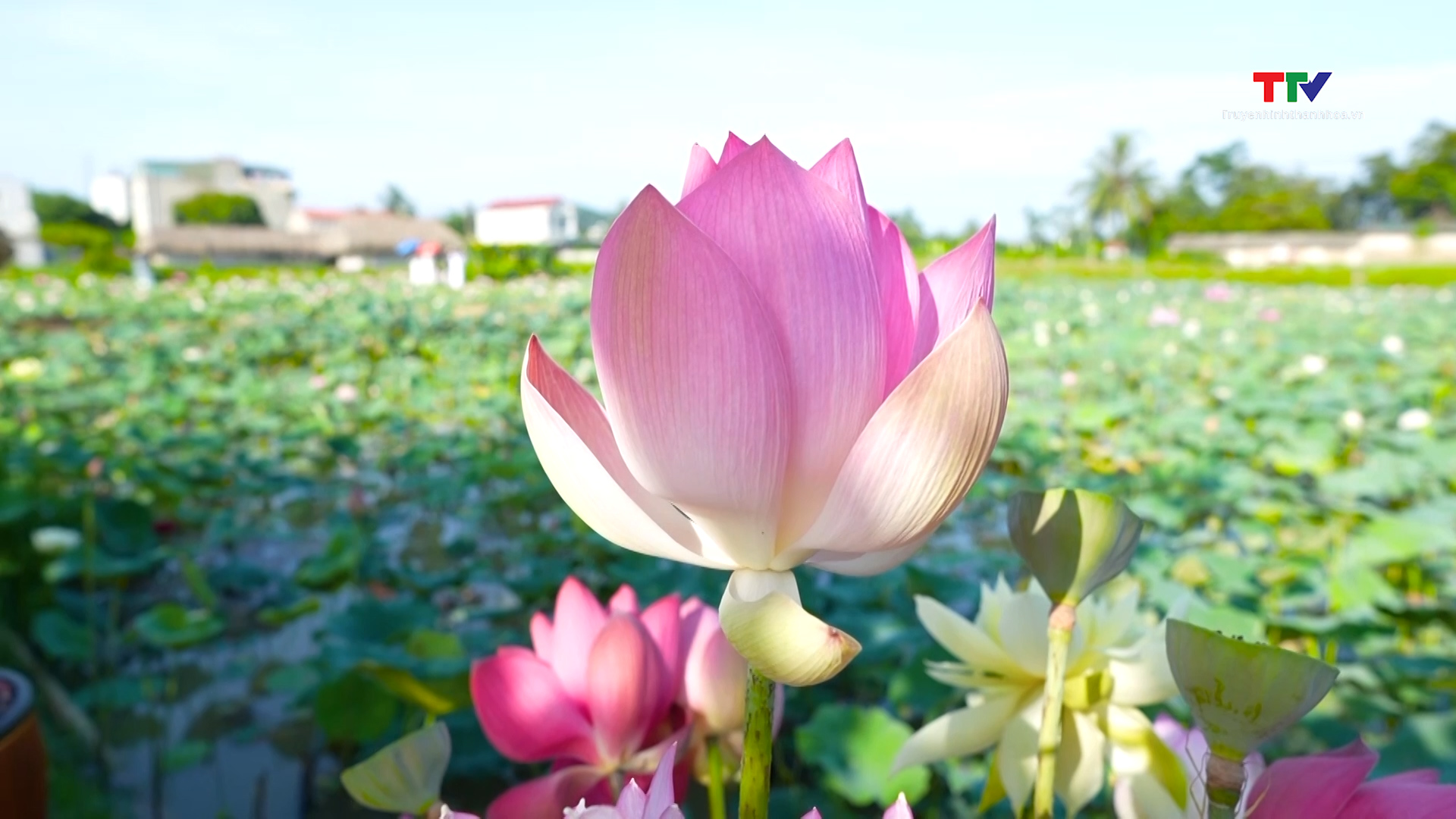 Mùa sen tháng 6- Ảnh 1. Mùa sen tháng 6- Ảnh 1.