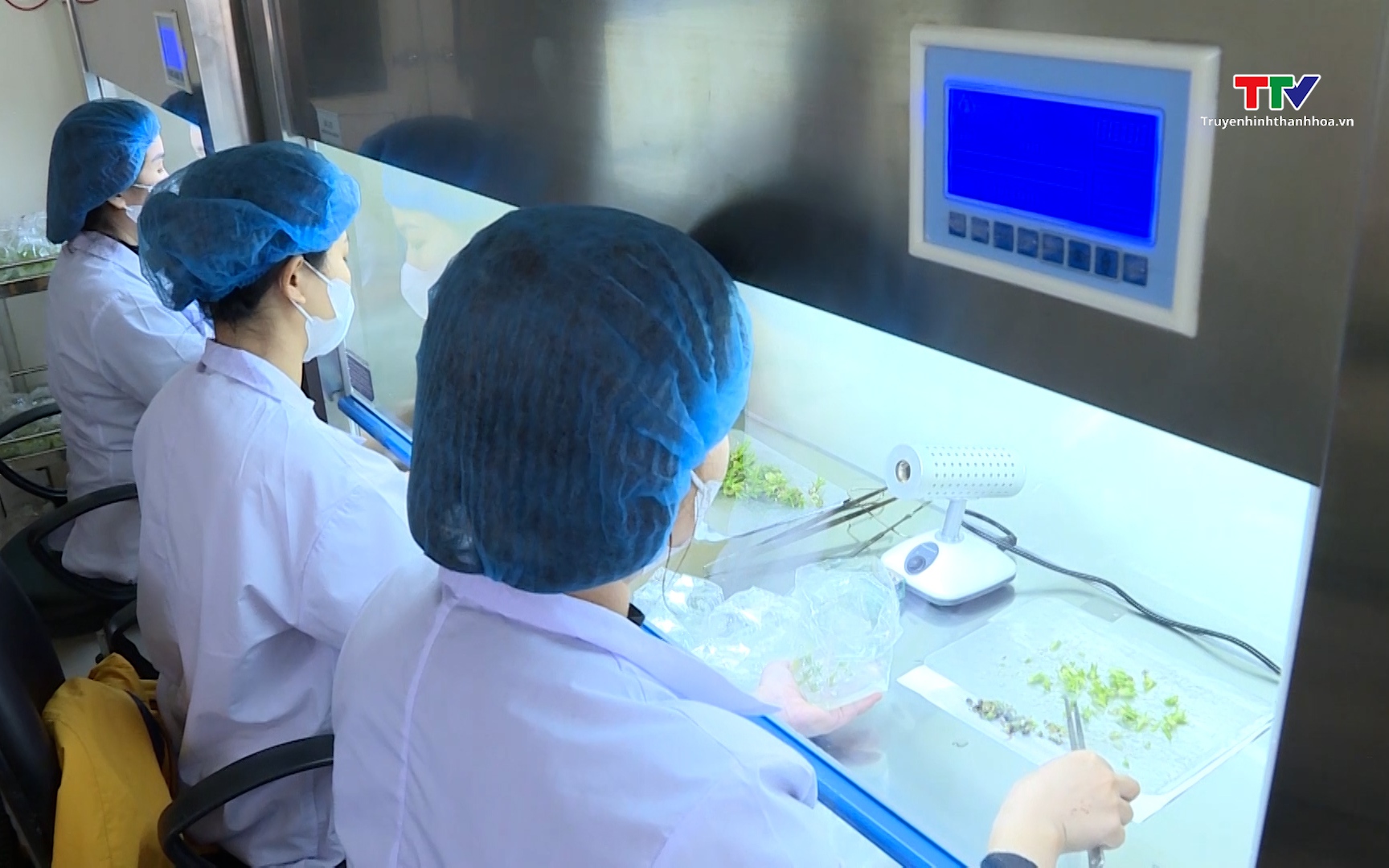 Ứng dụng khoa học công nghệ vào sản xuất giống cây trồng- Ảnh 1. Đưa công nghệ vào sản xuất giống cây trồng