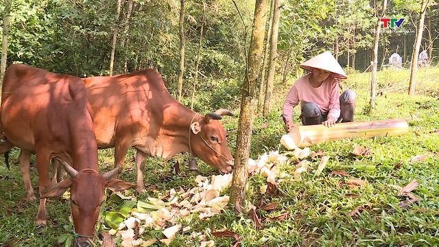 Phát huy vai trò của các cấp ủy Đảng trong giảm nghèo bền vững ở Như Xuân- Ảnh 1. Phát huy vai trò của các cấp ủy Đảng trong giảm nghèo bền vững ở Như Xuân- Ảnh 1.