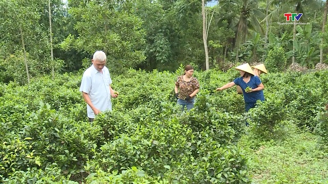 Phát huy vai trò của các cấp ủy Đảng trong giảm nghèo bền vững ở Như Xuân- Ảnh 3. Phát huy vai trò của các cấp ủy Đảng trong giảm nghèo bền vững ở Như Xuân- Ảnh 3.