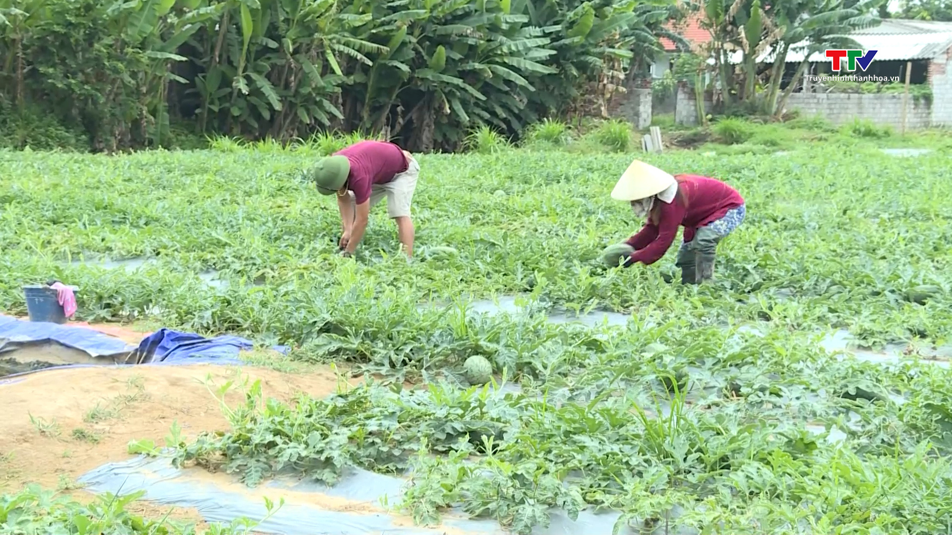 Dưa được mùa, được giá- Ảnh 3. Dưa được mùa, được giá- Ảnh 3.
