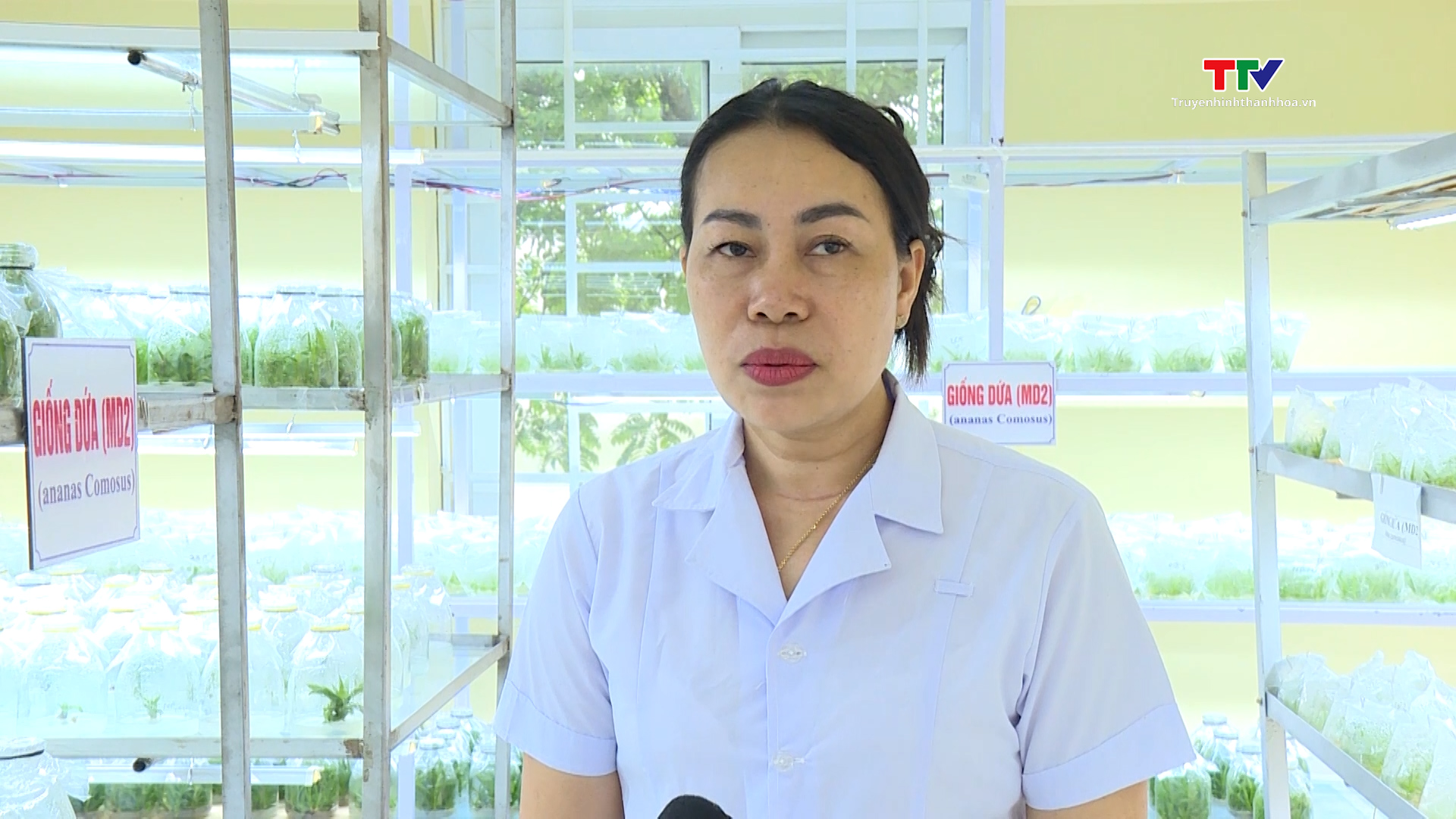 Ứng dụng công nghệ nuôi cấy mô sản xuất giống cây - Ảnh 2. Ứng dụng công nghệ nuôi cấy mô sản xuất giống cây - Ảnh 2.