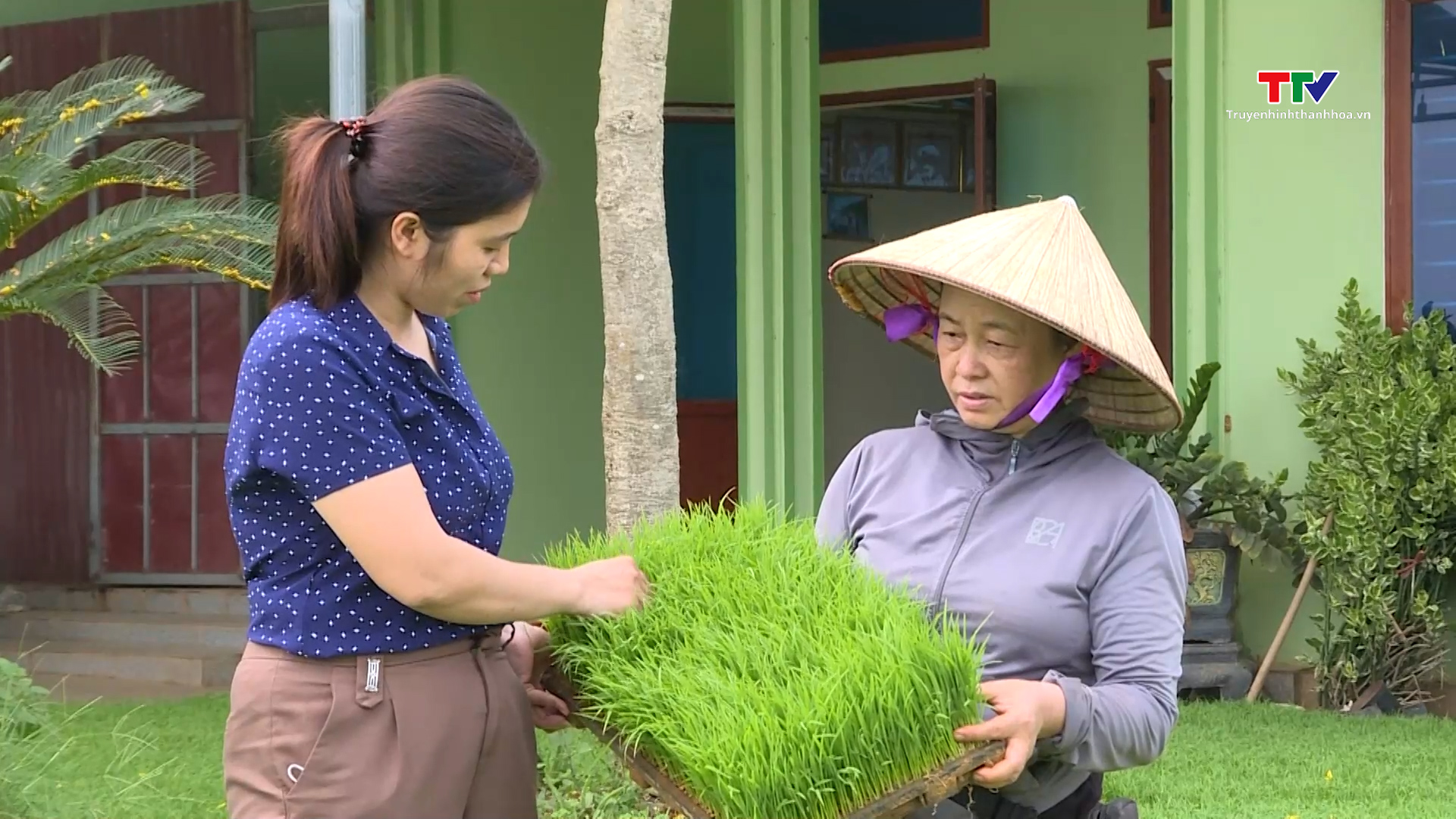 Các địa phương thu hoạch lúa chiêm Xuân, tiến hành sản xuất vụ mùa 2025- Ảnh 1.