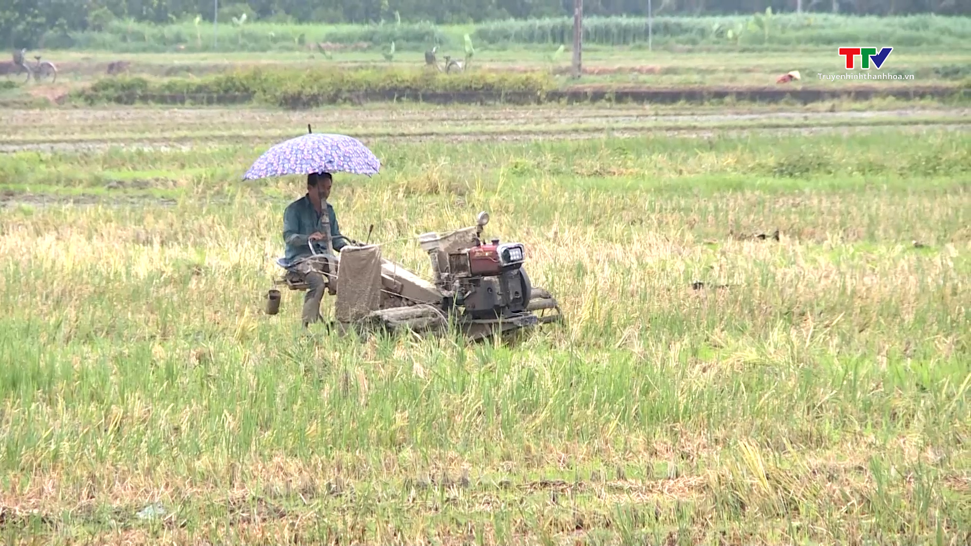 Các địa phương thu hoạch lúa chiêm Xuân, tiến hành sản xuất vụ mùa 2025- Ảnh 4.
