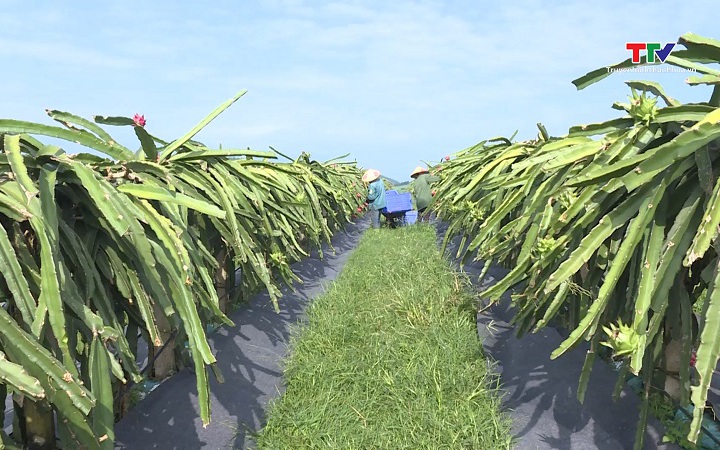 Thanh Hóa phát triển mới 500 ha cây ăn quả