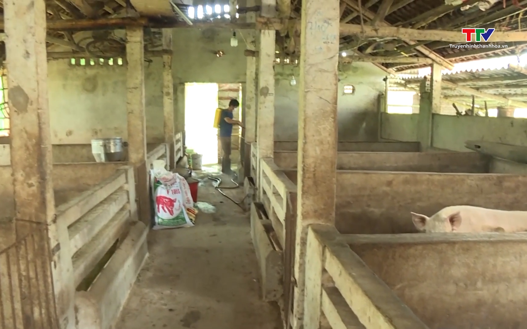 Thanh Hóa có 7 xã đã qua 21 ngày không phát sinh mới bệnh dịch tả lợn Châu Phi