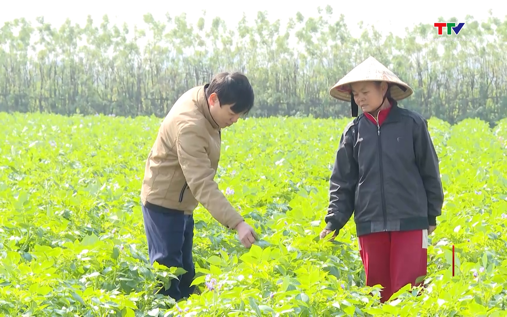 Li&ecirc;n kết sản xuất vụ Đ&ocirc;ng gi&uacute;p thu nhập tăng hơn 30%