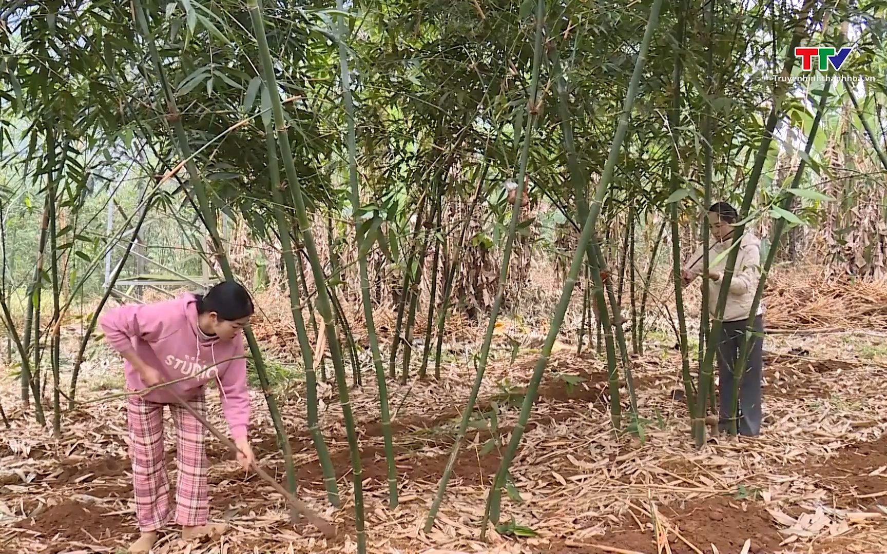 Thanh H&oacute;a phấn đấu th&agrave;nh lập mới 80 Hợp t&aacute;c x&atilde; n&ocirc;ng nghiệp trong giai đoạn 2026 - 2030