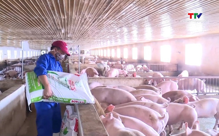 Gi&aacute; lợn hơi tăng cao s&aacute;t Tết