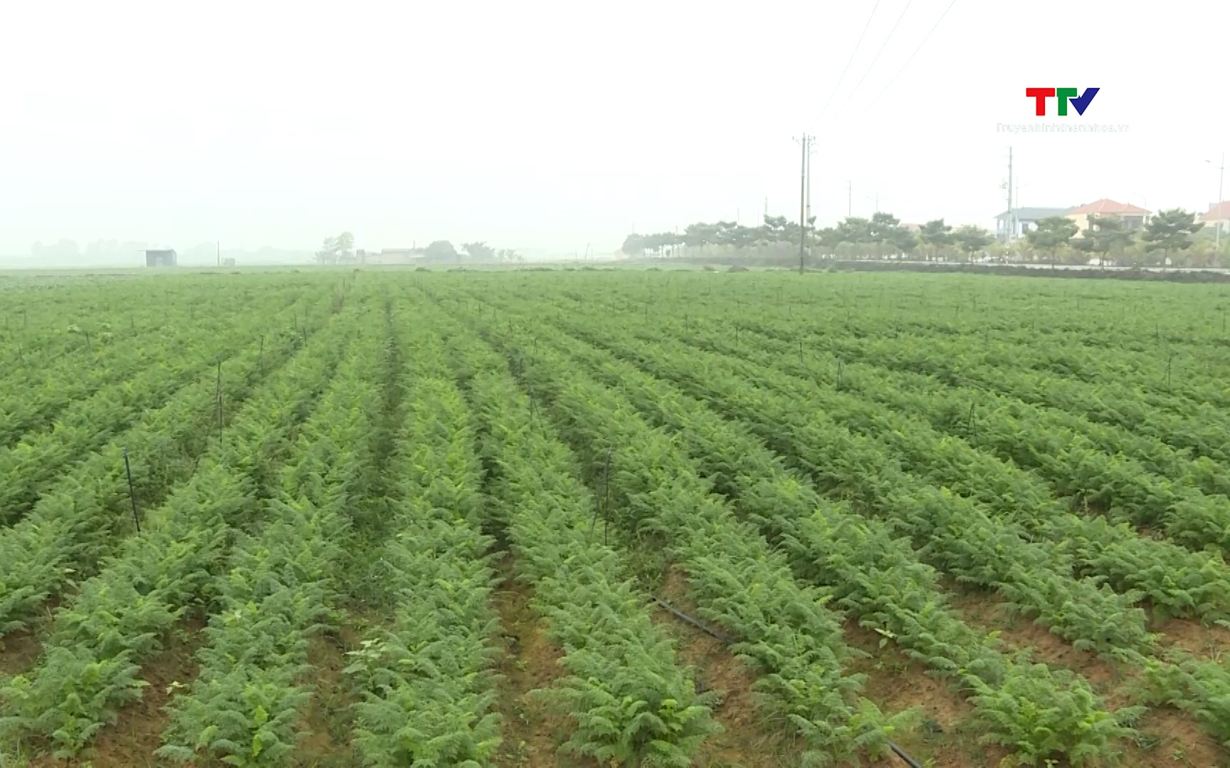 Thanh H&oacute;a thực hiện ch&iacute;nh s&aacute;ch hỗ trợ t&iacute;ch tụ, tập trung đất đai hơn 38  tỷ đồng 