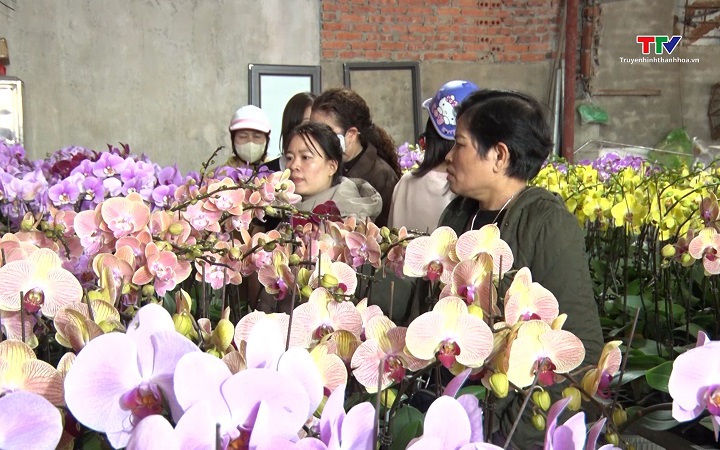 Thị trường hoa, c&acirc;y cảnh Tết: đa dạng chủng loại, gi&aacute; cơ bản ổn định