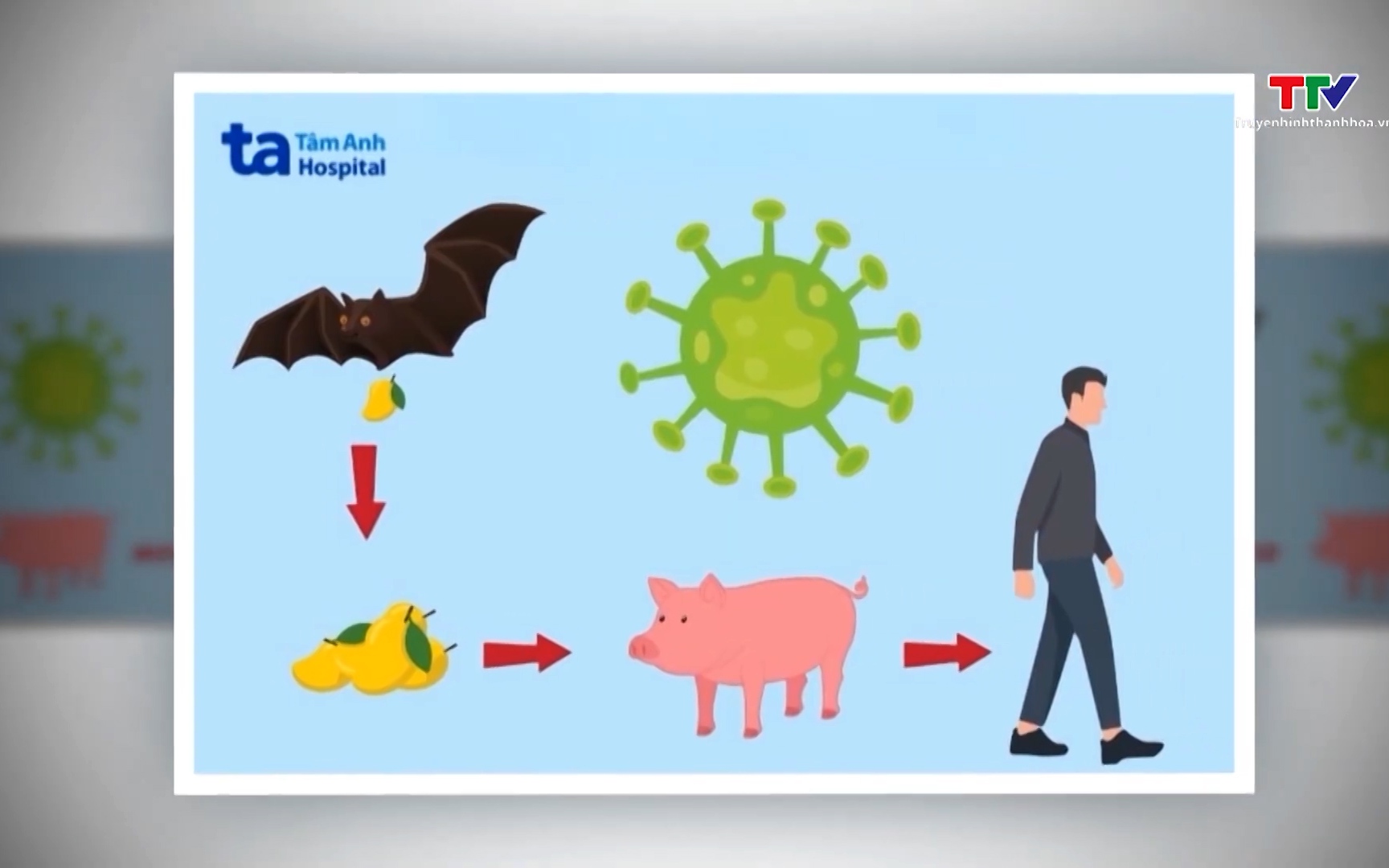 Bộ Y tế thông tin về dịch do virus Ebola đang xuất hiện ở một số nước- Ảnh 1. Ban hành hướng dẫn chẩn đoán, điều trị bệnh do virus Nipah