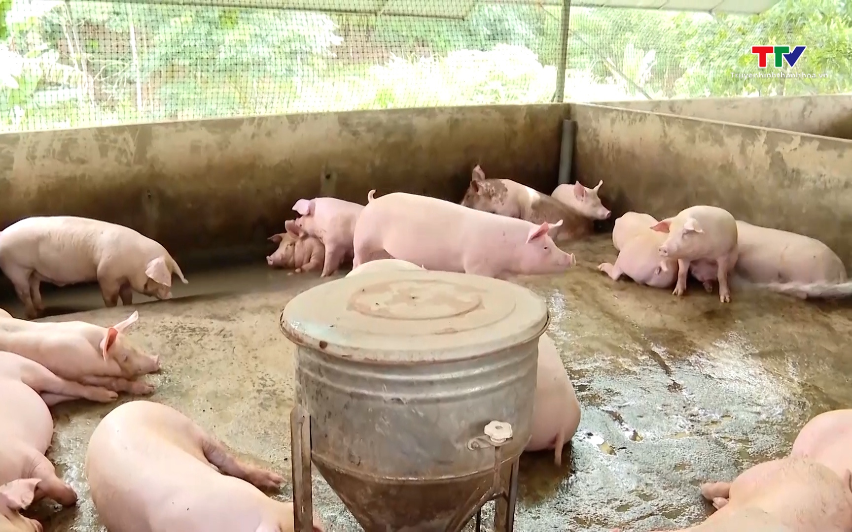 Gi&aacute; lợn hơi duy tr&igrave; ổn định ở mức cao 