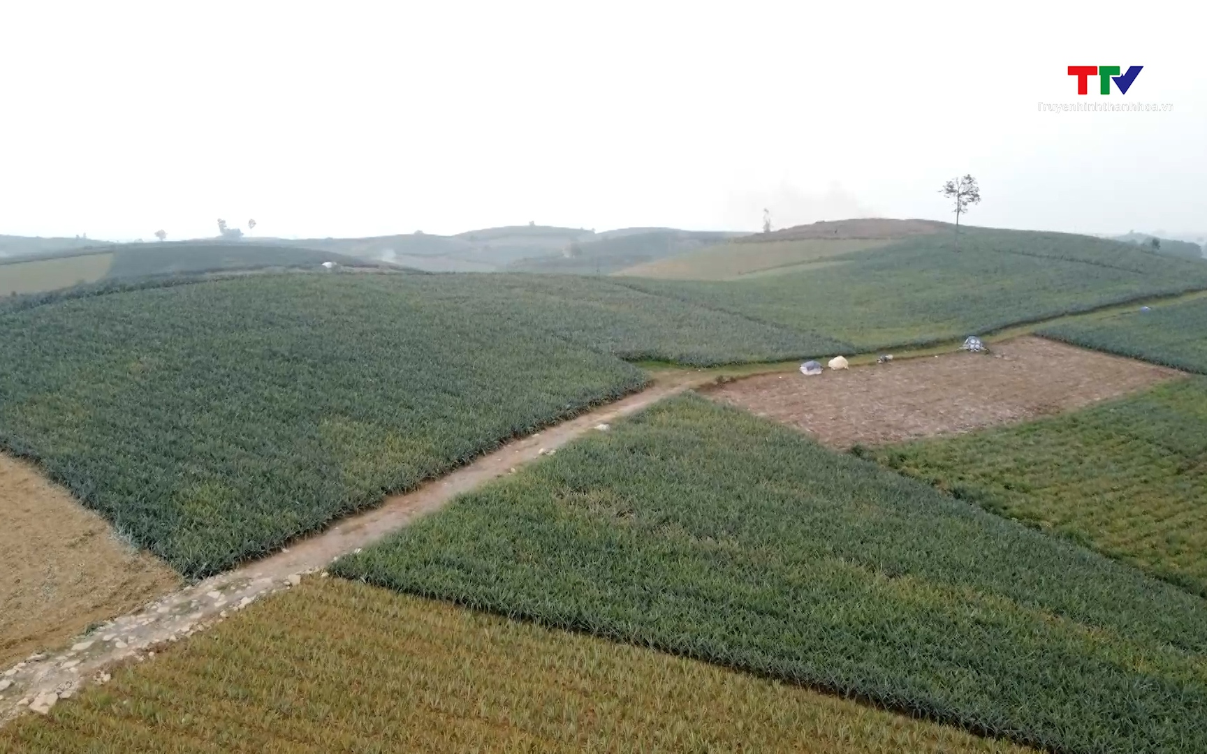 Ph&aacute;t triển kinh tế từ c&acirc;y dứa gai ở x&atilde; Ngọc Li&ecirc;n