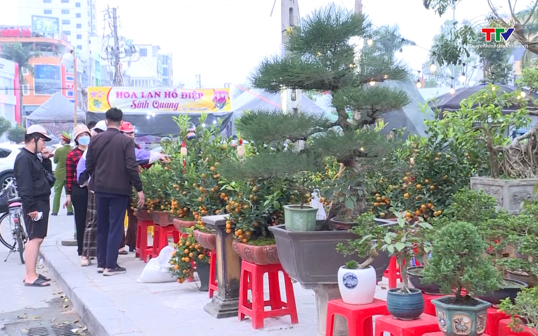 Phường Hạc Th&agrave;nh tổ chức 11 điểm b&aacute;n hoa, c&acirc;y cảnh dịp Tết