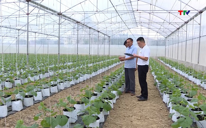 Hiệu quả của c&aacute;c hợp t&aacute;c x&atilde; n&ocirc;ng nghiệp ứng dụng c&ocirc;ng nghệ cao