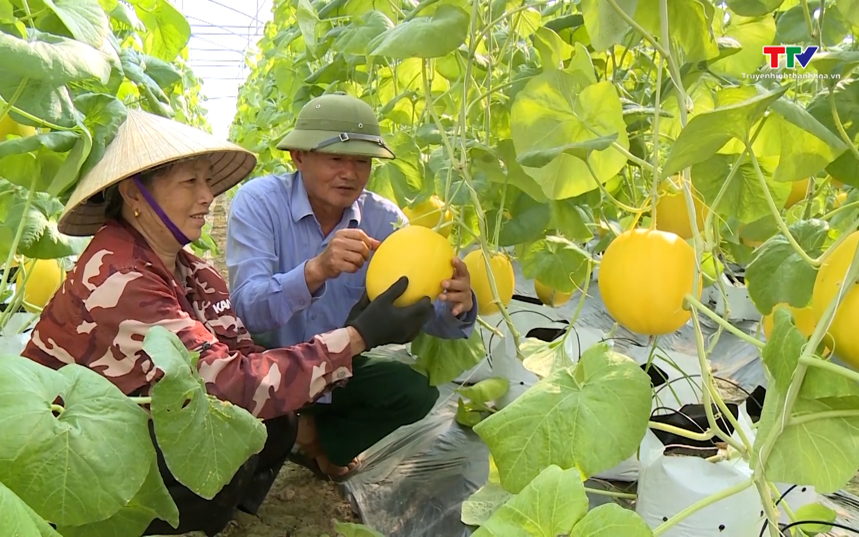 Đề xuất công nghệ chiến lược cho nông nghiệp và môi trường bền vững- Ảnh 1. Phát triển nông nghiệp công nghệ cao gắn với chế biến, xuất khẩu