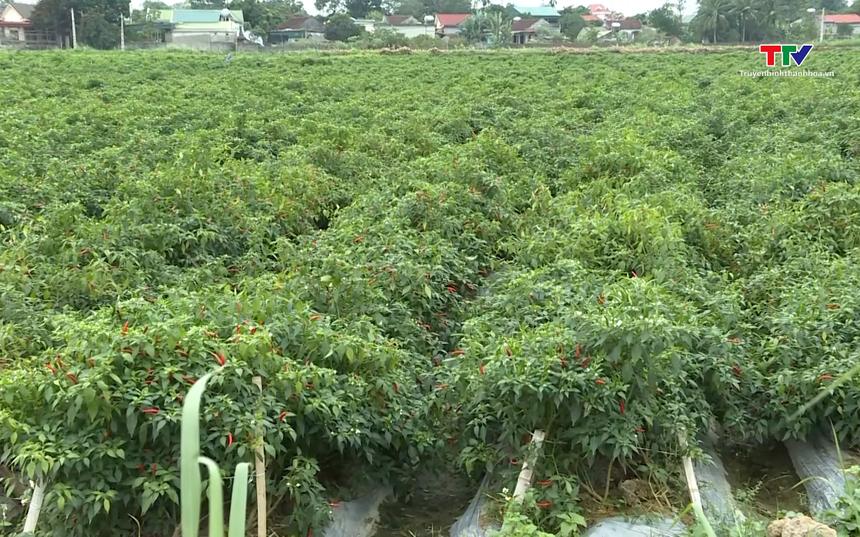 Quản l&yacute; m&atilde; số v&ugrave;ng trồng n&acirc;ng cao gi&aacute; trị n&ocirc;ng sản