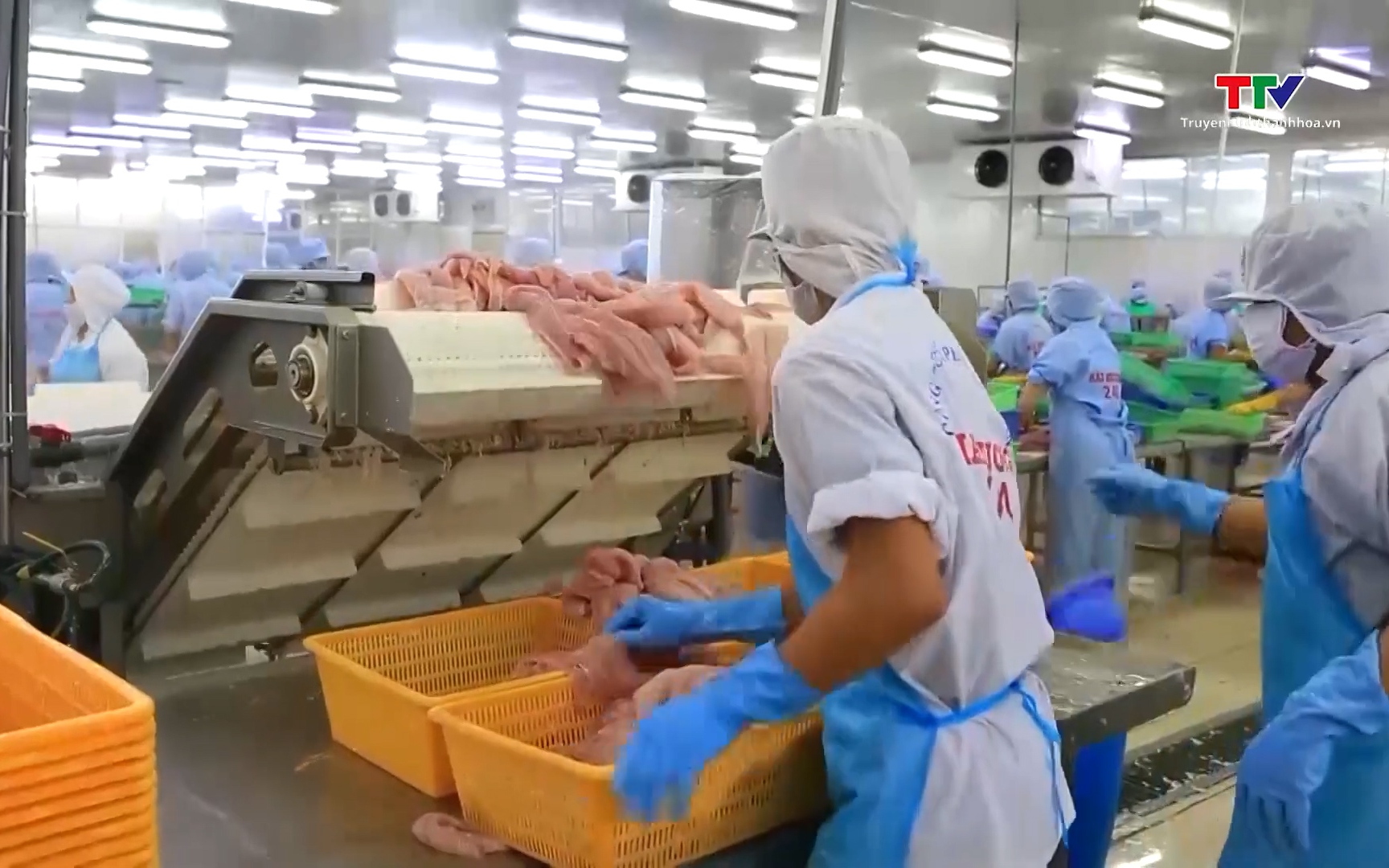 Xuất khẩu thủy sản đạt 2,64 tỷ USD