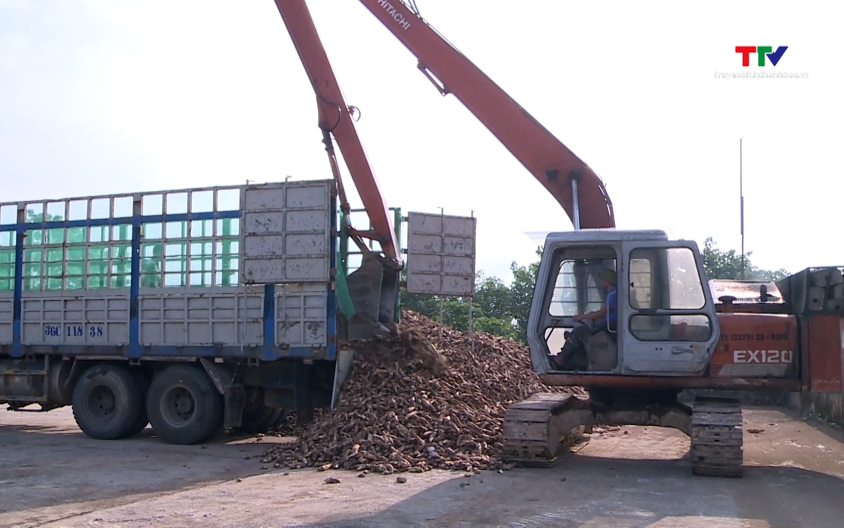 Nguồn cung giảm mạnh, gi&aacute; sắn tăng gần gấp đ&ocirc;i c&ugrave;ng kỳ 