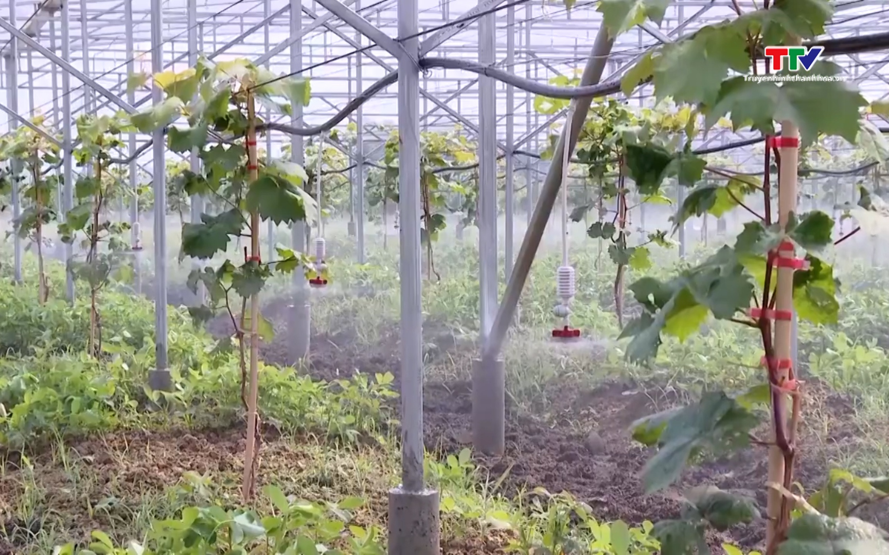 Ứng dụng trí tuệ nhân tạo để giảm phát thải khí nhà kính trong nông nghiệp- Ảnh 1. Hợp tác xã nông nghiệp trong ứng dụng công nghệ cao