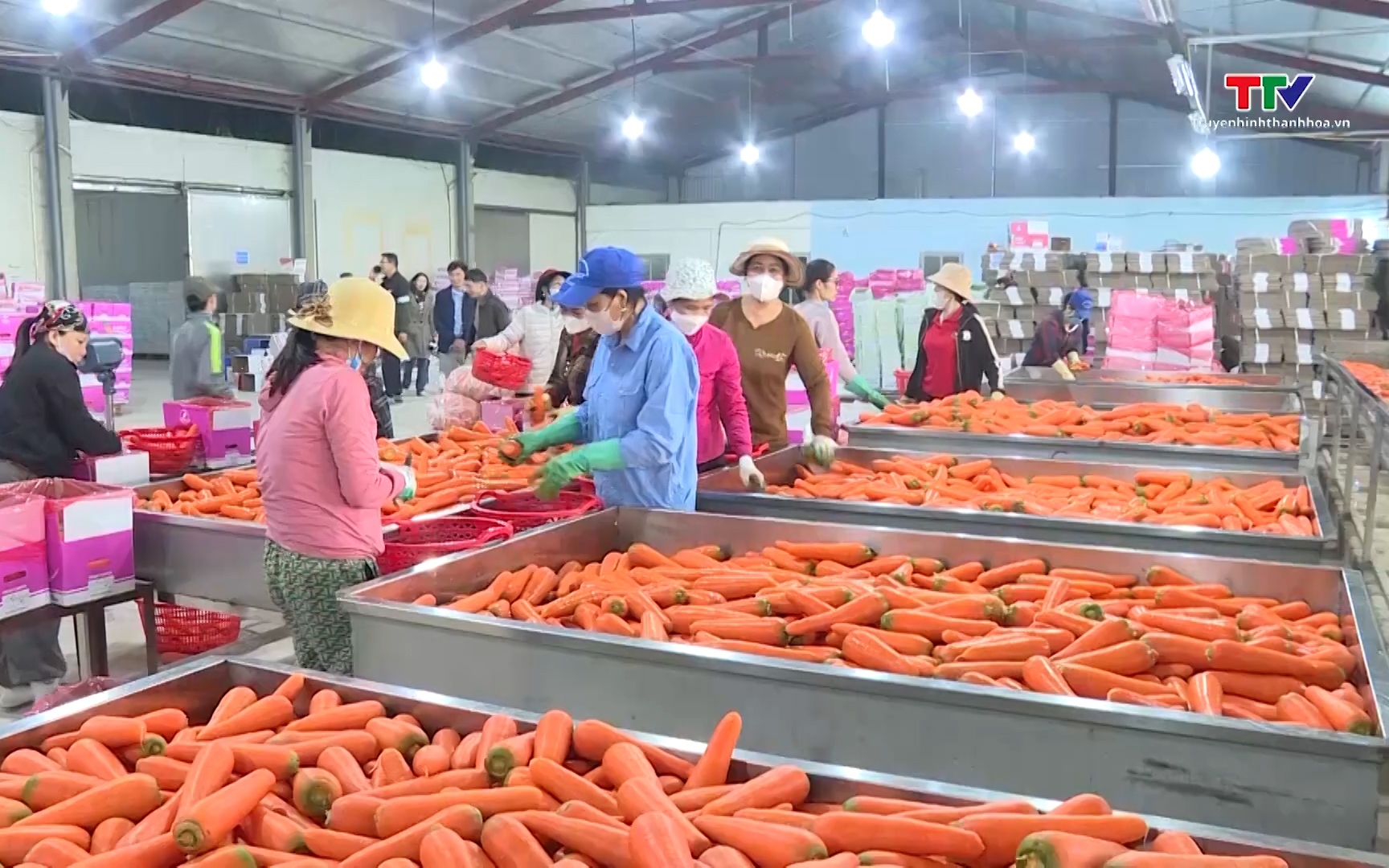 H&igrave;nh th&agrave;nh chuỗi li&ecirc;n kết, n&acirc;ng cao gi&aacute; trị n&ocirc;ng sản