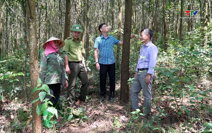 Rừng Thanh H&oacute;a hướng tới ti&ecirc;u chuẩn quốc tế