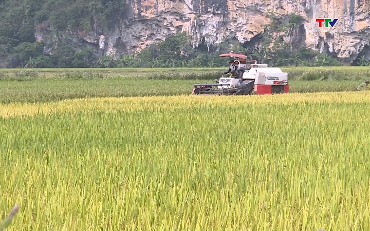Đẩy nhanh thu hoạch vụ Xuân, chủ động sản xuất- Ảnh 1. Năng suất lúa vụ Xuân 2026 ước đạt 67 tạ/1ha
