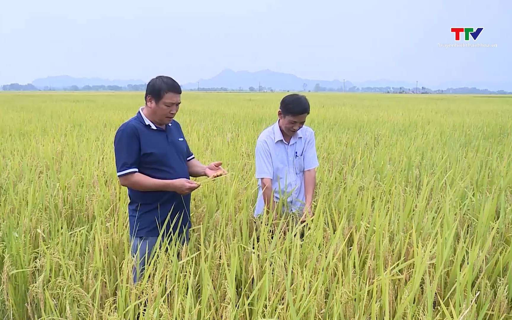 Năng suất l&uacute;a Xu&acirc;n 2026 đạt cao hơn so với c&ugrave;ng kỳ