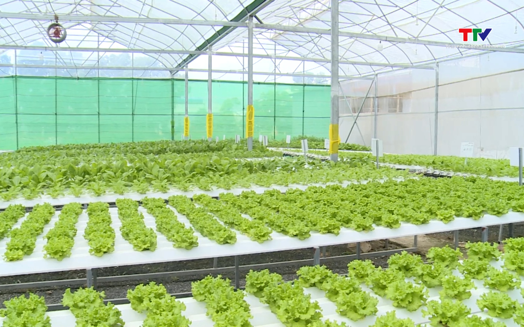 Phát triển nông nghiệp công nghệ cao ở Nông trường Sông Âm- Ảnh 1. Thanh Hóa có 230 ha sản xuất nông nghiệp ứng dụng nhà màng, nhà lưới