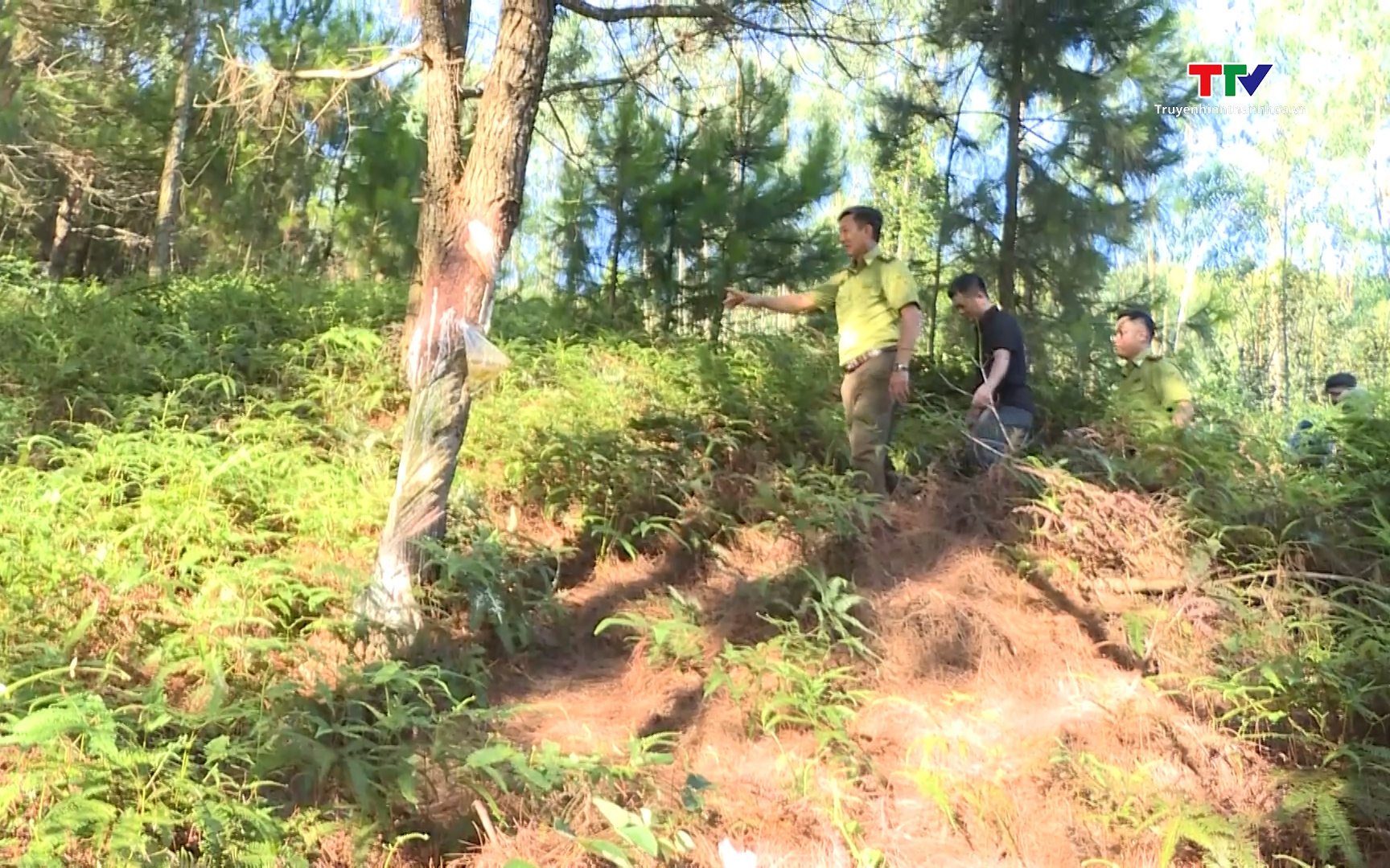 Kiểm tra nghi&ecirc;m ngặt, đảm bảo ph&ograve;ng chống ch&aacute;y rừng tại c&aacute;c khu du lịch biển
