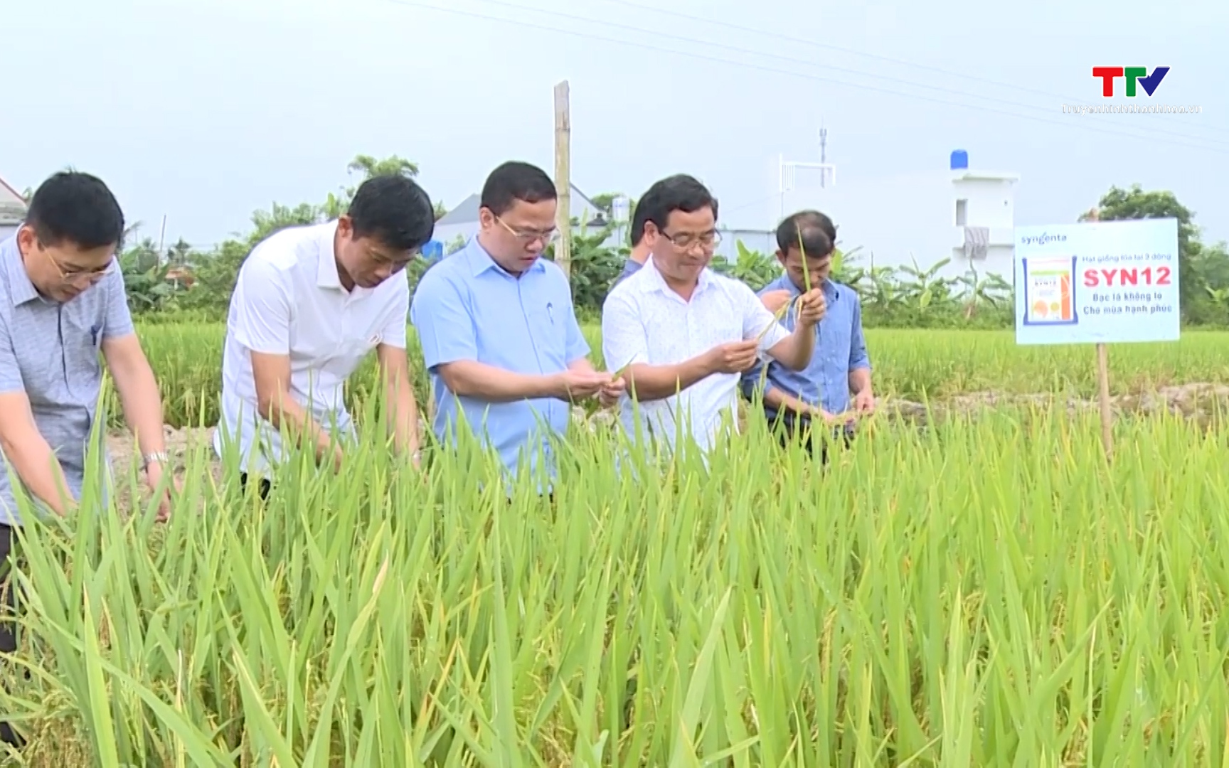 Chuyển đổi cơ cấu giống lúa thích ứng với biến đổi khí hậu- Ảnh 1. Nhân rộng diện tích giống lúa lai 3 dòng SYN 12